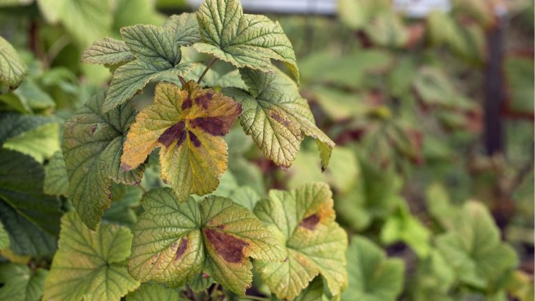 Vous ne comprenez pas pourquoi les feuilles de votre plante deviennent rouges et brunes ? Les experts préviennent qu’il pourrait s’agir d’une carence en phosphore Vous ne comprenez pas pourquoi les feuilles de votre plante deviennent rouges et brunes ? Les experts préviennent qu'il pourrait s'agir d'une carence en phosphore
