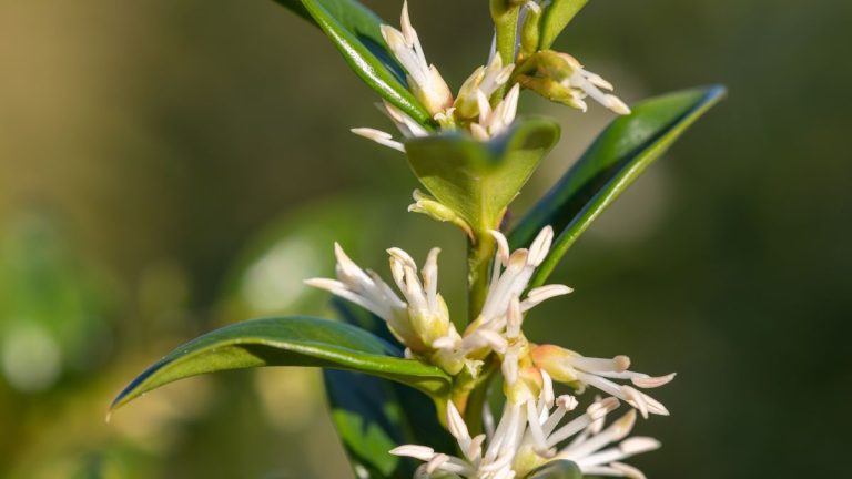 Meilleures plantes couvre-sol pour prévenir l’érosion des sols – espèces approuvées par des experts pour stabiliser les zones en pente Meilleures plantes couvre-sol pour prévenir l’érosion des sols – espèces approuvées par des experts pour stabiliser les zones en pente