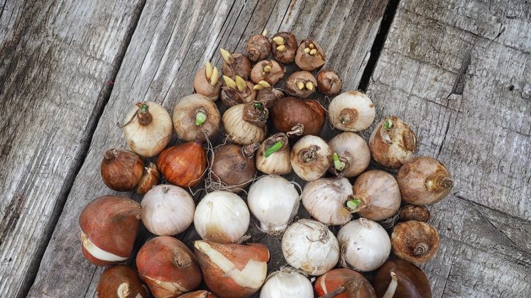 Le temps presse pour planter des bulbes de tulipes et de jonquilles, mais cet outil accélérera le processus avant l’arrivée de l’hiver Le temps presse pour planter des bulbes de tulipes et de jonquilles, mais cet outil accélérera le processus avant l'arrivée de l'hiver