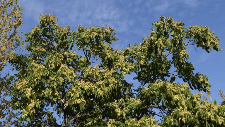 Arbres envahissants à ne jamais cultiver – 5 espèces à éviter et quels arbres planter à la place Arbres envahissants à ne jamais cultiver – 5 espèces à éviter et quels arbres planter à la place