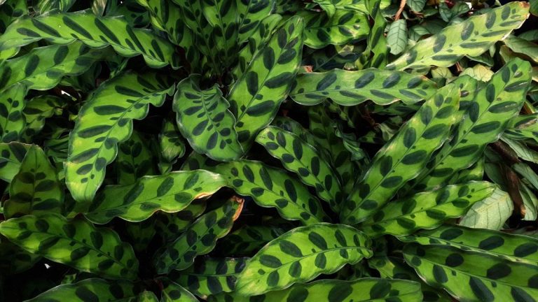 Comment faire pousser une plante de serpent à sonnettes – 6 étapes essentielles recommandées par des experts pour les soins en intérieur Comment faire pousser une plante de serpent à sonnettes – 6 étapes essentielles recommandées par des experts pour les soins en intérieur