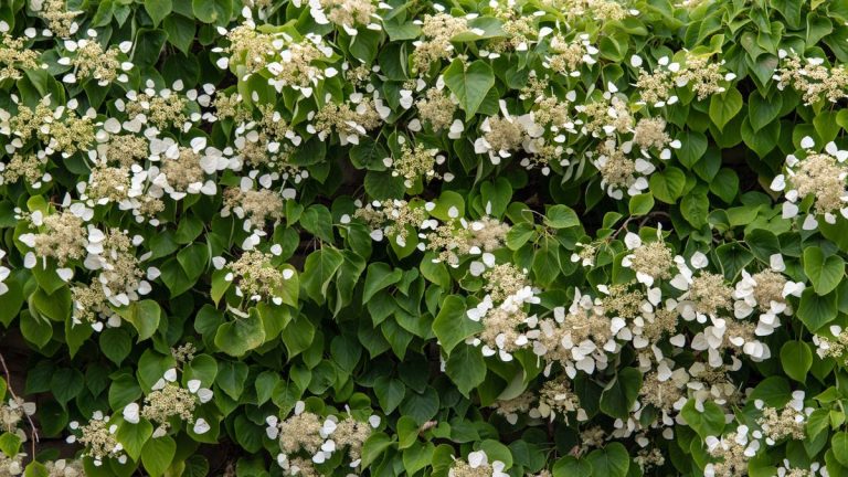 Comment et quand tailler les hortensias grimpants – pour des vignes en fleurs saines qui fleuriront mieux que jamais l’année prochaine Comment et quand tailler les hortensias grimpants – pour des vignes en fleurs saines qui fleuriront mieux que jamais l’année prochaine