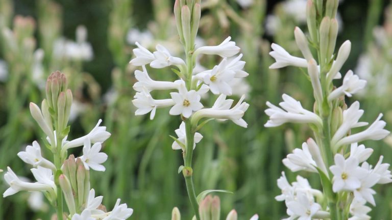 Comment faire pousser de la tubéreuse – pour des grappes de fleurs au parfum doux tout au long de la saison estivale Comment faire pousser de la tubéreuse – pour des grappes de fleurs au parfum doux tout au long de la saison estivale