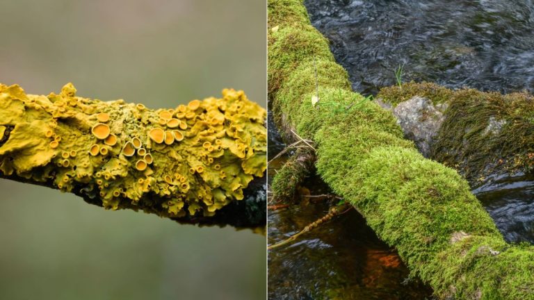Lichen vs mousse – quelle est la différence ? Lichen vs mousse – quelle est la différence ?