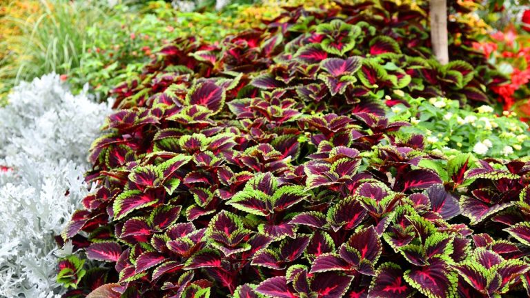 Comment faire pousser du Coleus – pour une plante inhabituelle au feuillage spectaculaire