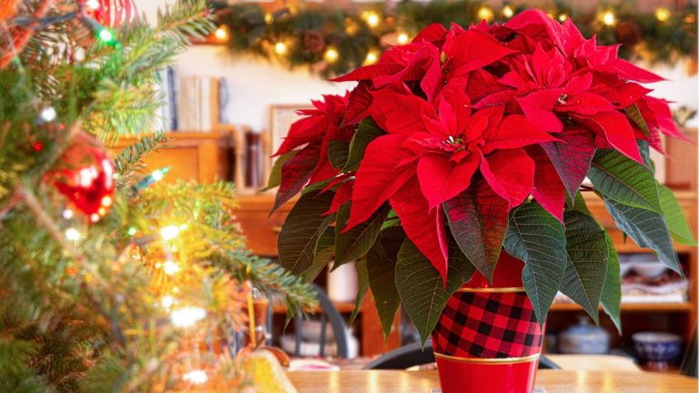 Si vous ne parvenez pas à garder les poinsettias en vie, les experts disent que vous commettez probablement l'une de ces erreurs courantes. Voici comment les éviter ce Noël.
