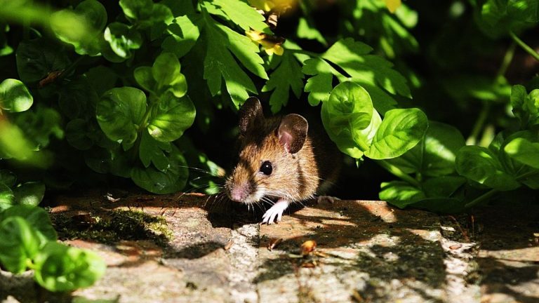 Comment repousser les souris de votre jardin – 5 façons de décourager ces rongeurs