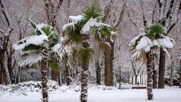Comment protéger les palmiers en hiver – conseils de jardinage d’experts pour protéger vos plantes tropicales par temps froid
