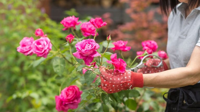 J'ai trouvé que ces gants anti-épines protègent vraiment contre les plantes épineuses de mon jardin – et ils sont en vente pour le Black Friday