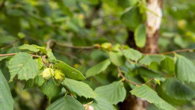 Meilleures plantes de haie comestibles – 5 arbustes parfaits pour les limites nutritives