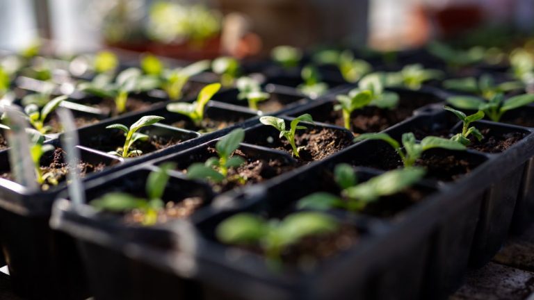7 légumes à planter en décembre – vous n'avez même pas besoin de serre pour semer ces cultures pendant l'hiver