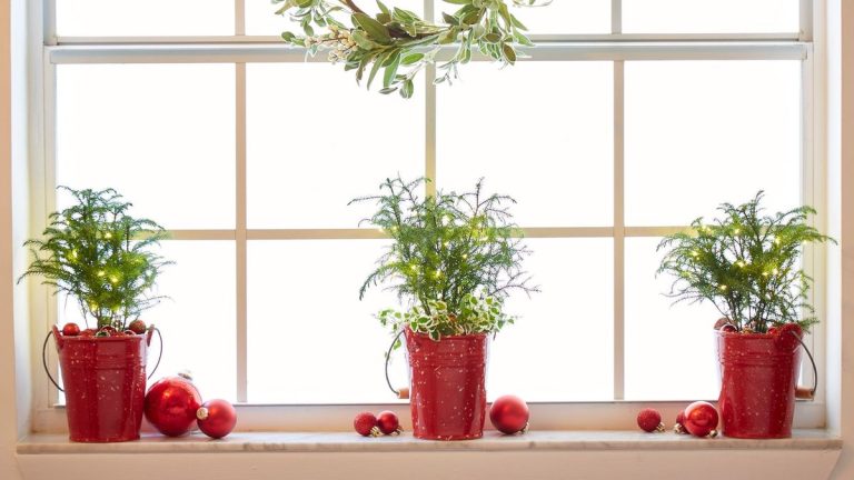 Alternatives aux arbres de Noël – de beaux échanges de plantes pour votre décoration de vacances Alternatives aux arbres de Noël – de beaux échanges de plantes pour votre décoration de vacances