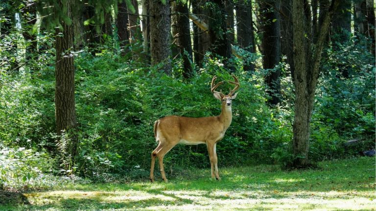 Plantes d’ombrage résistantes aux cerfs – 5 plantes qui pousseront dans des endroits plus sombres sans être dérangées par la faune Plantes d'ombrage résistantes aux cerfs – 5 plantes qui pousseront dans des endroits plus sombres sans être dérangées par la faune