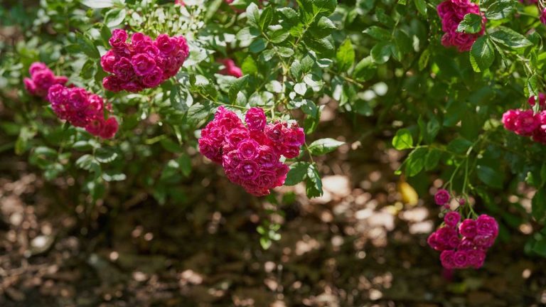 Meilleur paillis pour roses – 4 options naturelles pour des plantes florissantes Meilleur paillis pour roses – 4 options naturelles pour des plantes florissantes