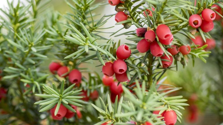 Arbustes à feuilles persistantes les plus faciles à cultiver – 5 plantes infaillibles pour une verdure toute l’année Arbustes à feuilles persistantes les plus faciles à cultiver – 5 plantes infaillibles pour une verdure toute l’année
