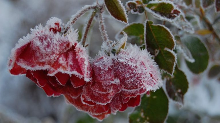 Comment hiverner les roses – et éviter de perdre vos arbustes à fleurs préférés à cause du froid Comment hiverner les roses – et éviter de perdre vos arbustes à fleurs préférés à cause du froid