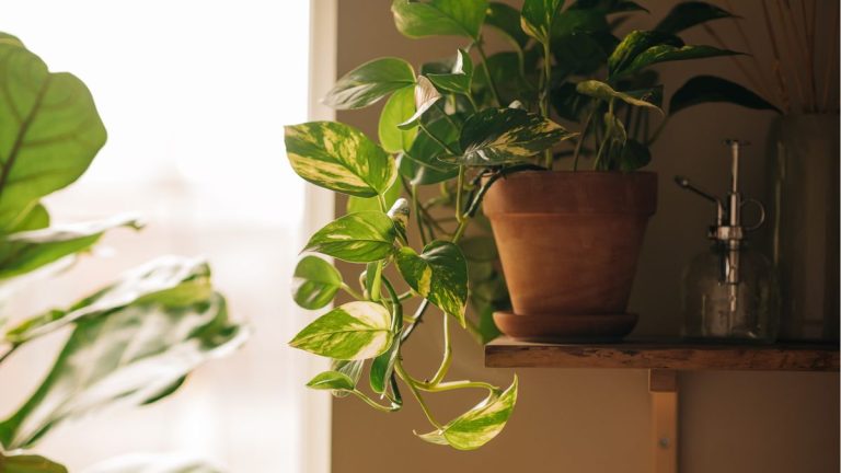 J’ai essayé un plateau de galets à 8 $ contre mon monsieur de plantes et cela a changé mes plantes d’intérieur – et l’esthétique de ma maison. J'ai essayé un plateau de galets à 8 $ contre mon monsieur de plantes et cela a changé mes plantes d'intérieur – et l'esthétique de ma maison.