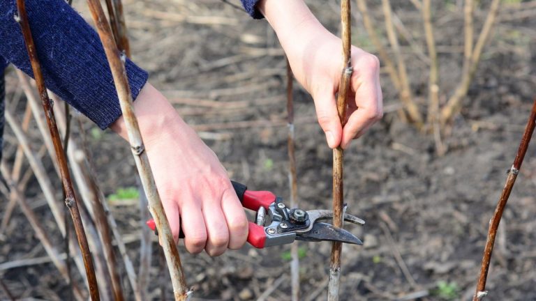 7 plantes à multiplier en décembre – conseils d’experts pour des boutures hivernales faciles et réussies 7 plantes à multiplier en décembre – conseils d'experts pour des boutures hivernales faciles et réussies
