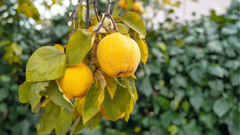 Comment faire fructifier un coing – pour un léger goût d’agrumes, parfait pour une confiture maison Comment faire fructifier un coing – pour un léger goût d’agrumes, parfait pour une confiture maison