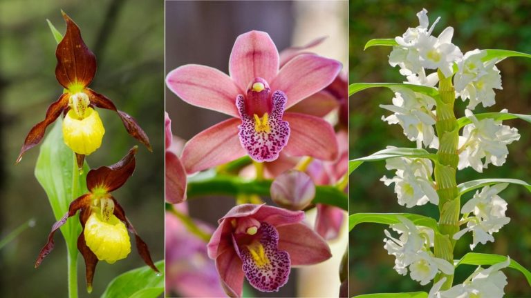 Vous aimez les orchidées mais vous ne parvenez pas à les garder en vie ? Les experts disent que ce sont les 5 orchidées les plus faciles à cultiver Vous aimez les orchidées mais vous ne parvenez pas à les garder en vie ? Les experts disent que ce sont les 5 orchidées les plus faciles à cultiver