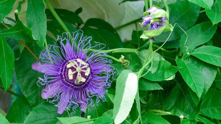 Plantes grimpantes envahissantes à ne jamais cultiver – 5 vignes à éviter et ce que vous devriez cultiver à la place Plantes grimpantes envahissantes à ne jamais cultiver – 5 vignes à éviter et ce que vous devriez cultiver à la place