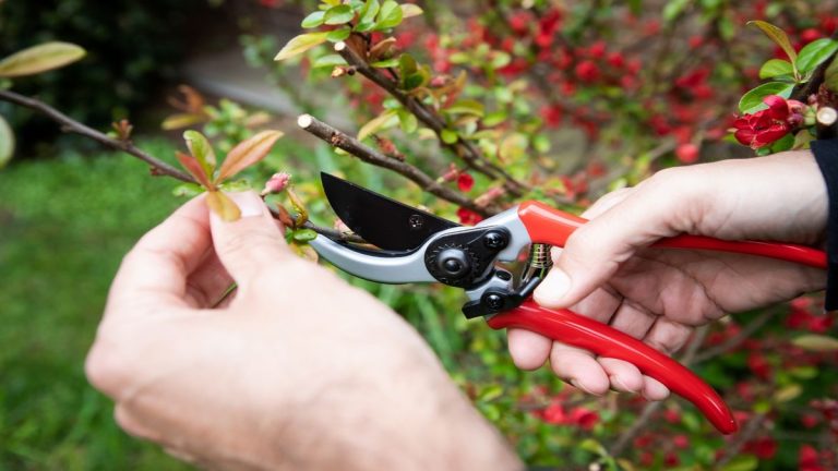Comment empêcher les sécateurs et autres outils de jardinage de rouiller – 5 conseils d’experts Comment empêcher les sécateurs et autres outils de jardinage de rouiller – 5 conseils d’experts