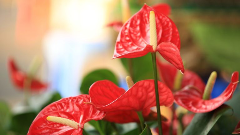 Meilleures plantes d’intérieur de vacances – 7 plantes idéales pour une décoration festive qui ne sont pas toutes des cactus de Noël Meilleures plantes d'intérieur de vacances – 7 plantes idéales pour une décoration festive qui ne sont pas toutes des cactus de Noël