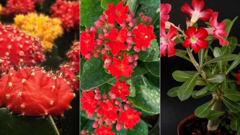 Alternatives aux cactus de Noël – 6 plantes festives et plus insolites pour égayer votre maison pendant les fêtes Alternatives aux cactus de Noël – 6 plantes festives et plus insolites pour égayer votre maison pendant les fêtes