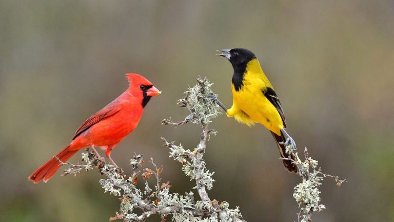 Les caméras pour mangeoires à oiseaux sont le gadget numérique indispensable pour profiter de la faune en 2025 – et ce sont les meilleures offres à saisir lors du Cyber Monday Les caméras pour mangeoires à oiseaux sont le gadget numérique indispensable pour profiter de la faune en 2025 – et ce sont les meilleures offres à saisir lors du Cyber Monday