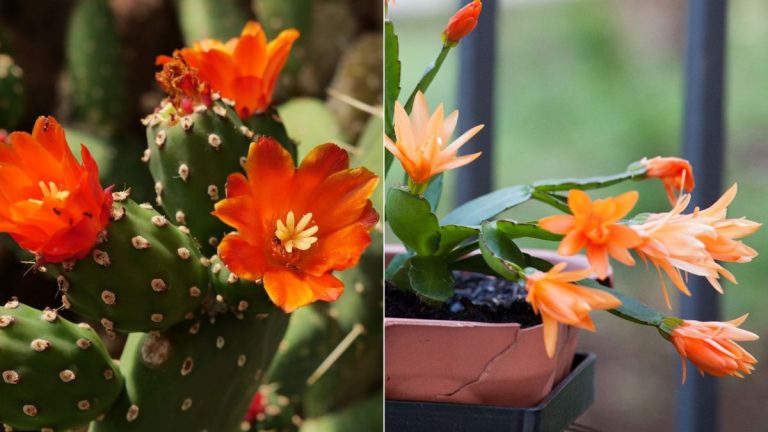 Cultivez-vous réellement une figue de Barbarie au lieu d’un cactus de Noël ? Voici comment les distinguer Cultivez-vous réellement une figue de Barbarie au lieu d’un cactus de Noël ? Voici comment les distinguer