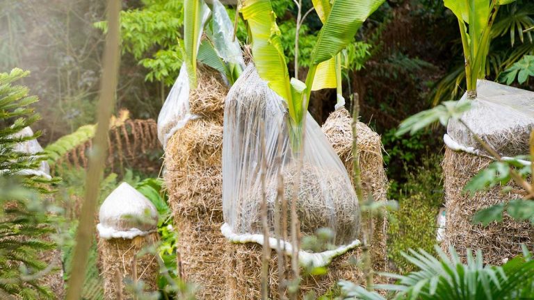 Comment hiverner les bananiers – conseils de professionnels pour protéger votre plante tropicale Comment hiverner les bananiers – conseils de professionnels pour protéger votre plante tropicale