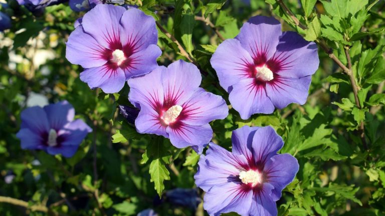 Pourquoi ma rose de Sharon jaunit-elle ? Conseils d’experts pour les problèmes de jardinage courants Pourquoi ma rose de Sharon jaunit-elle ? Conseils d'experts pour les problèmes de jardinage courants