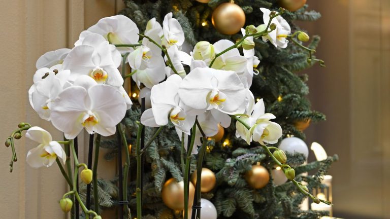 Je n’ai jamais aimé les poinsettias, alors je cultive plutôt ces orchidées de Noël – 5 variétés garanties pour vous donner une ambiance festive Je n'ai jamais aimé les poinsettias, alors je cultive plutôt ces orchidées de Noël – 5 variétés garanties pour vous donner une ambiance festive