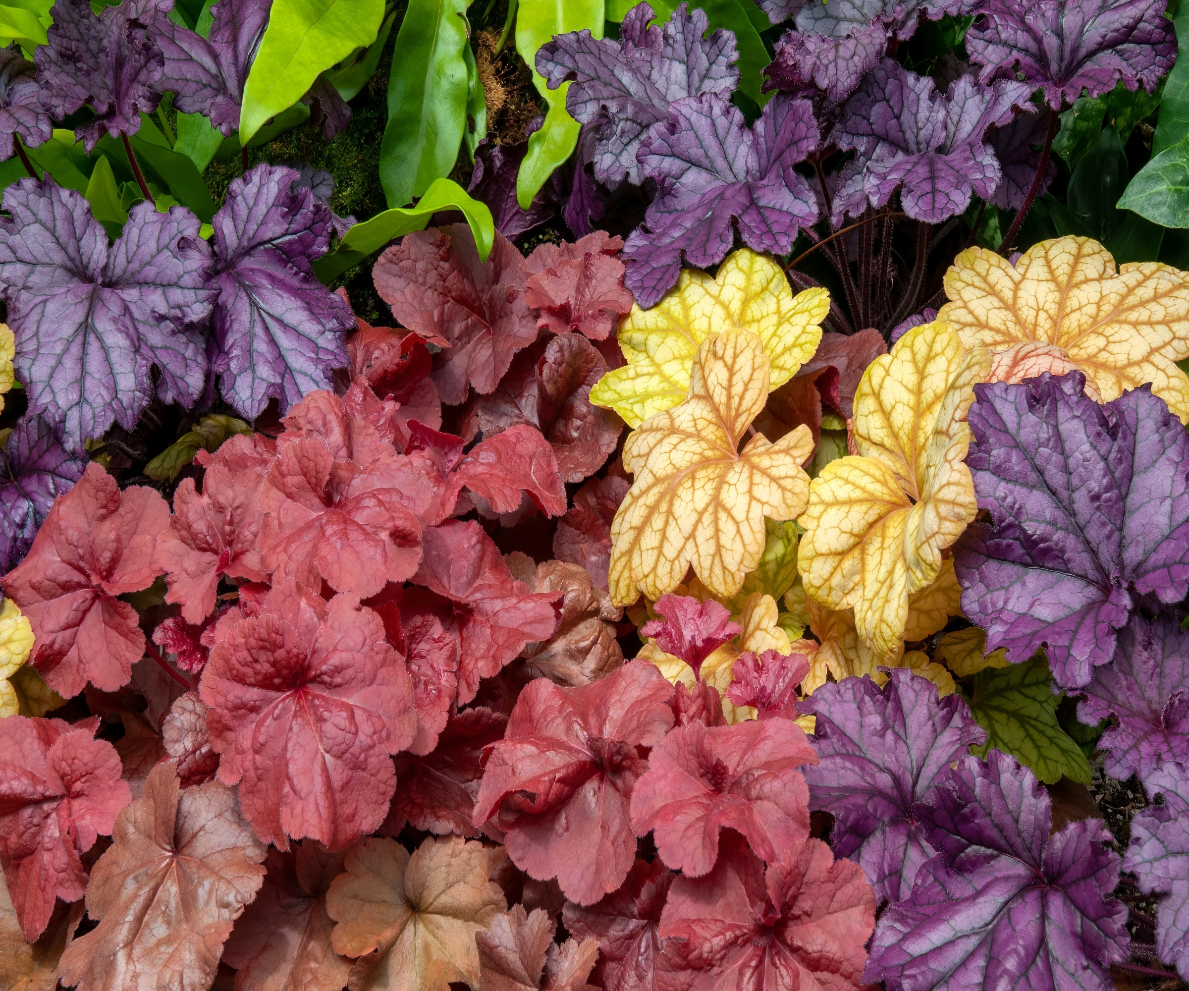 Feuilles d'heuchère ou de cloches de corail aux couleurs vives