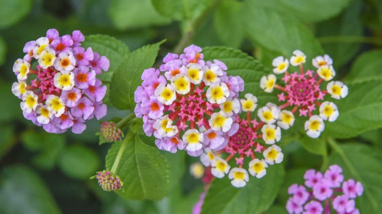 Faut-il tailler le lantana ? Pourquoi la taille entraînera des fleurs prolifiques Faut-il tailler le lantana ? Pourquoi la taille entraînera des fleurs prolifiques