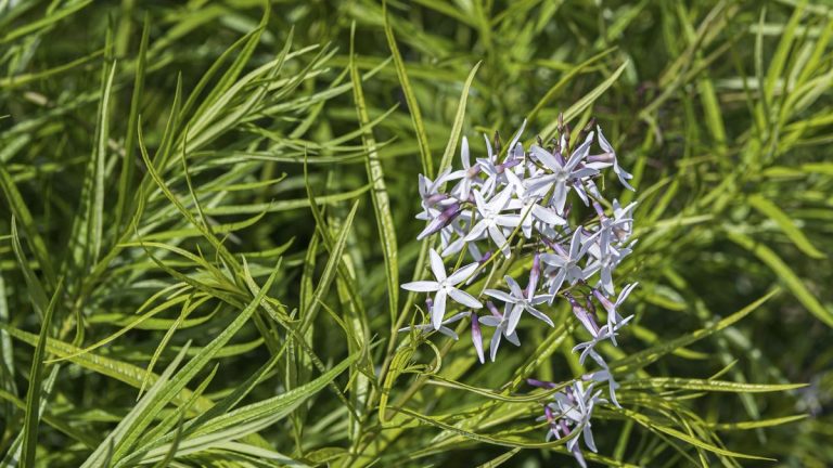 Comment faire pousser l’étoile bleue de l’Arkansas – pour une plante vivace indigène tolérante à la sécheresse et aux inondations avec des fleurs bleu ciel Comment faire pousser l'étoile bleue de l'Arkansas - pour une plante vivace indigène tolérante à la sécheresse et aux inondations avec des fleurs bleu ciel
