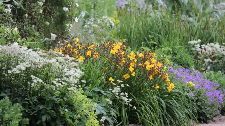 10 plantes vivaces à couper à l’automne – pour ranger les parterres de fleurs et prévenir les ravageurs et les maladies 10 plantes vivaces à couper à l’automne – pour ranger les parterres de fleurs et prévenir les ravageurs et les maladies