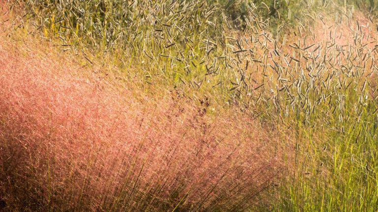 Meilleures graminées ornementales pour l’hiver – 5 variétés pour la couleur et la texture pendant les mois les plus froids de l’année Meilleures graminées ornementales pour l’hiver – 5 variétés pour la couleur et la texture pendant les mois les plus froids de l’année