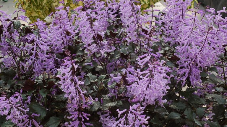 Envie d’assortir vos plantes à vos couleurs de peinture en 2025 ? Voici comment ajouter une touche botanique aux teintes intérieures les plus en vogue Envie d’assortir vos plantes à vos couleurs de peinture en 2025 ? Voici comment ajouter une touche botanique aux teintes intérieures les plus en vogue