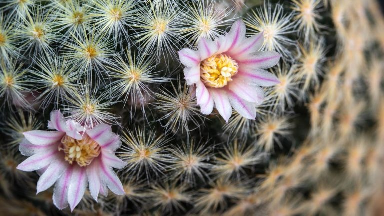 Vous cherchez une idée cadeau alternative pour les fêtes ? Voici 8 des meilleurs cactus à fleurs Vous cherchez une idée cadeau alternative pour les fêtes ? Voici 8 des meilleurs cactus à fleurs