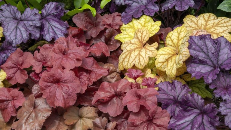 Les experts préviennent de ne pas couper les cloches de corail à l’automne – cela pourrait mettre en danger la santé à long terme de la plante. Les experts préviennent de ne pas couper les cloches de corail à l'automne – cela pourrait mettre en danger la santé à long terme de la plante.