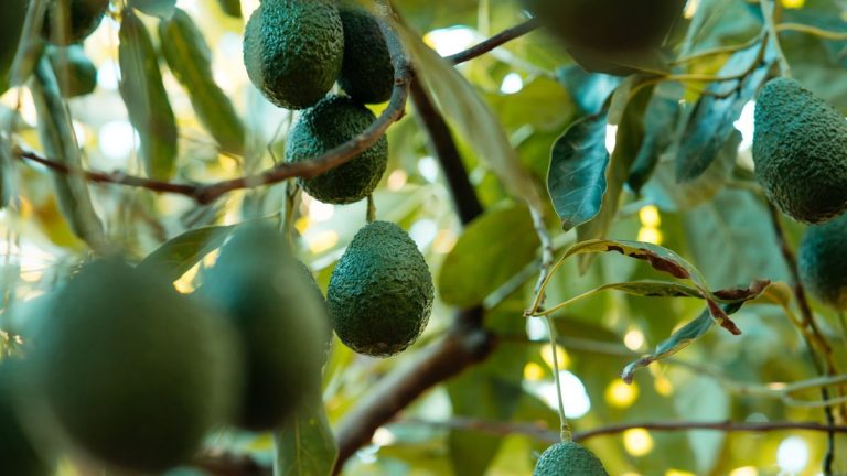 Comment faire fructifier un avocatier – 3 conseils d’experts pour cultiver ce fruit tropical populaire Comment faire fructifier un avocatier – 3 conseils d’experts pour cultiver ce fruit tropical populaire