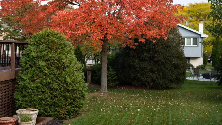 Novembre est-il trop tard pour planter des graines de gazon ? Découvrez pourquoi vous pourrez peut-être encore semer et des conseils d’experts pour réussir Novembre est-il trop tard pour planter des graines de gazon ? Découvrez pourquoi vous pourrez peut-être encore semer et des conseils d'experts pour réussir