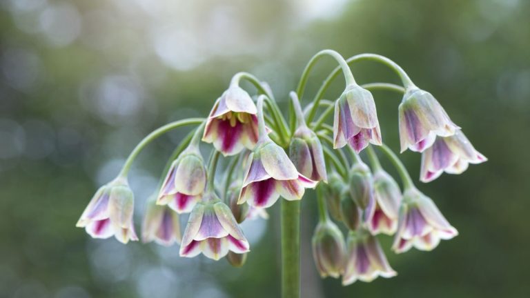 Bulbes à ne jamais planter en pot – 5 bulbes à fleurs à conserver hors de vos présentoirs en pot Bulbes à ne jamais planter en pot – 5 bulbes à fleurs à conserver hors de vos présentoirs en pot