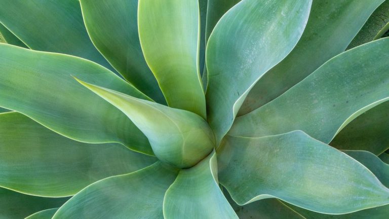 Comment hiverner l'agave – 5 étapes essentielles pour garder le vôtre en vie et en bonne santé dans les climats plus froids
