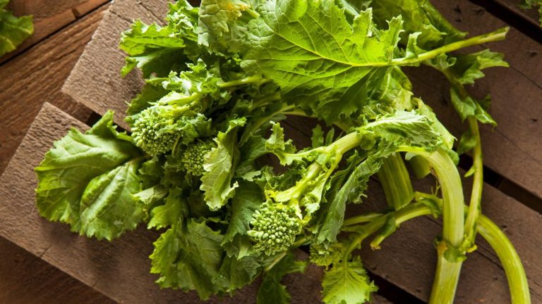 Quand et comment récolter le brocoli-rave – meilleurs conseils pour choisir le bon moment et obtenir des rendements abondants