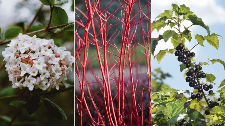 Meilleures boutures de feuillus à prendre à l’automne – 5 plantes à propager dès maintenant