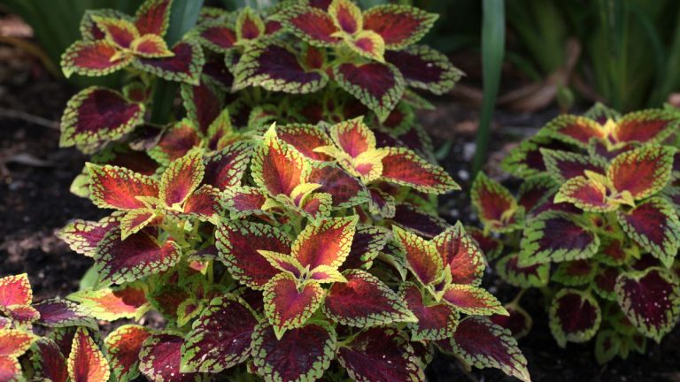 Comment tailler le coleus pour l’hiver – au profit des plantes poussant à l’intérieur et à l’extérieur
