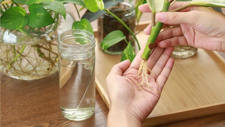 7 plantes d'intérieur faciles à propager en automne et en hiver – pour continuer à agrandir votre jungle intérieure toute l'année