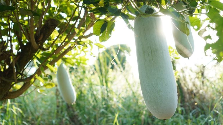 Comment faire pousser des melons d’hiver – conseils d’un jardinier expert qui a récolté 50 fruits sur une plante Comment faire pousser des melons d'hiver – conseils d'un jardinier expert qui a récolté 50 fruits sur une plante